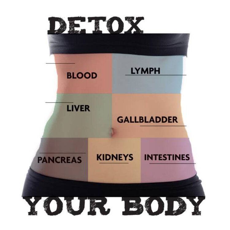 A woman's stomach with graphically designed elements on top of it. Her stomach has been sectioned off into different colours. Red is blood, blue is lymph, green is liver, orange is gallbladder, brown is pancreas, yellow is kidneys and purple is intestines